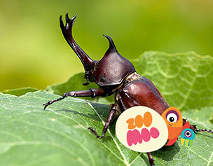Insects With R Animal Alphabet | R is for Rhinoceros Beetle