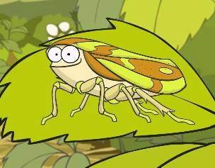 I'm A Creepy Crawly | Froghopper